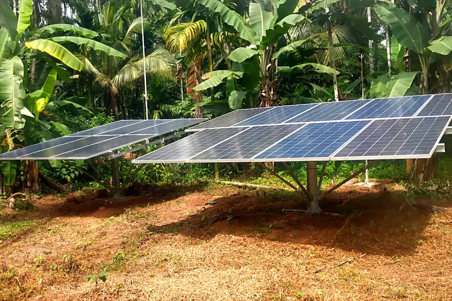 Ground-mounted solar arrays in a plantation grove